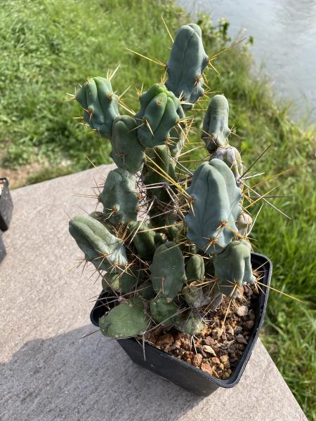 Trichocereus bridgesii monstrosus
